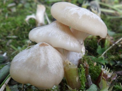 Entoloma clypeatum