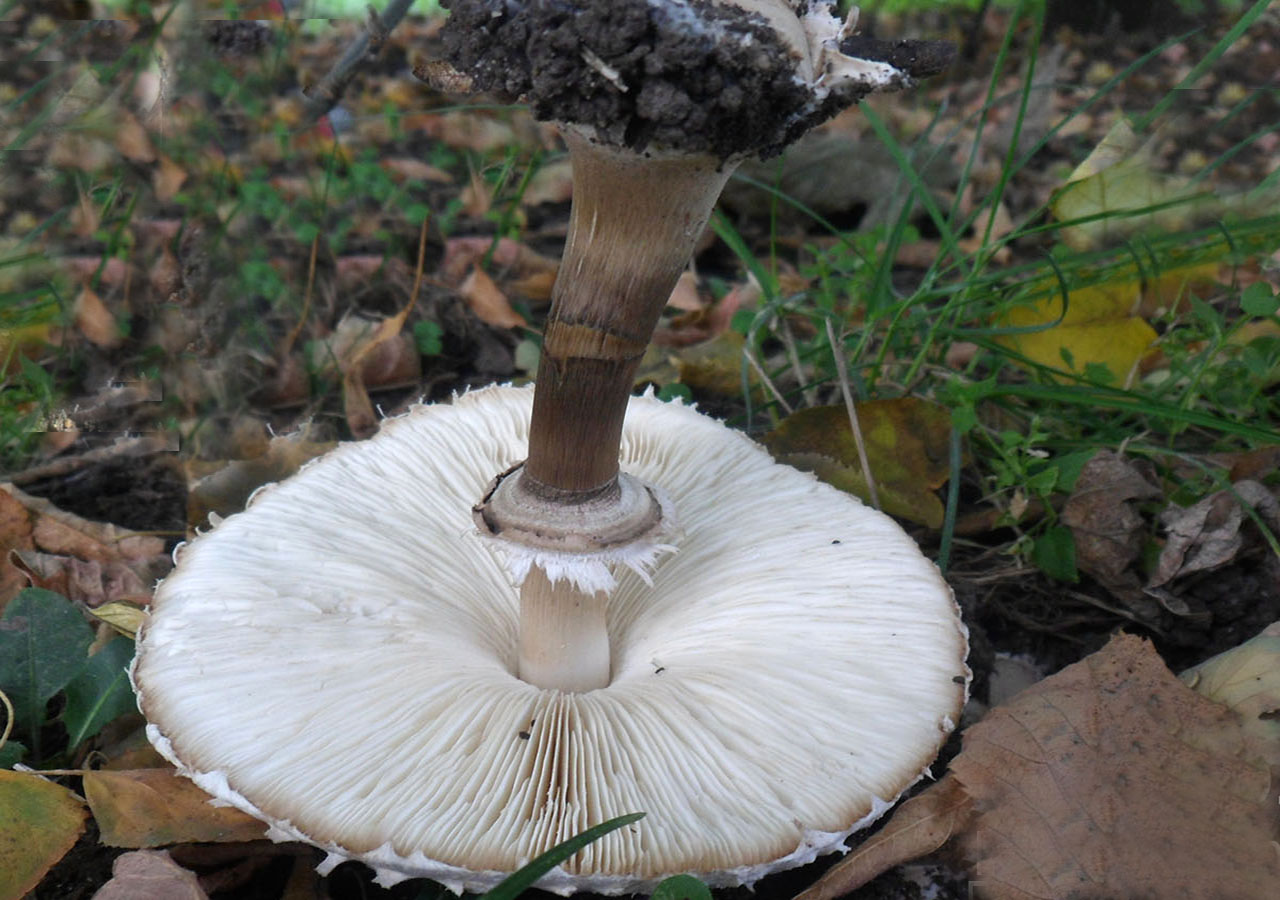 Chlorophyllum brunneum