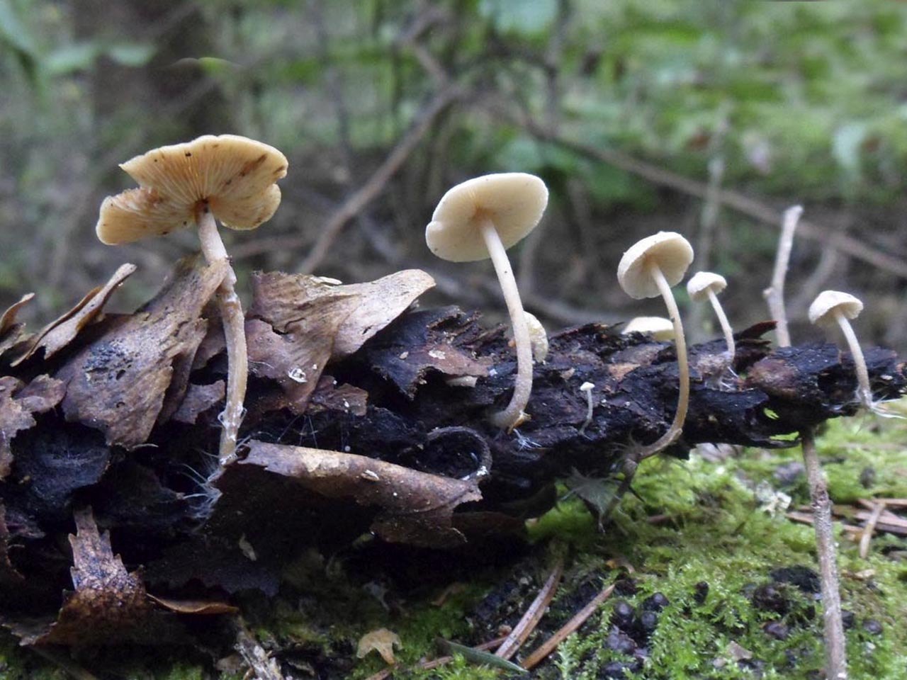 Baeospora