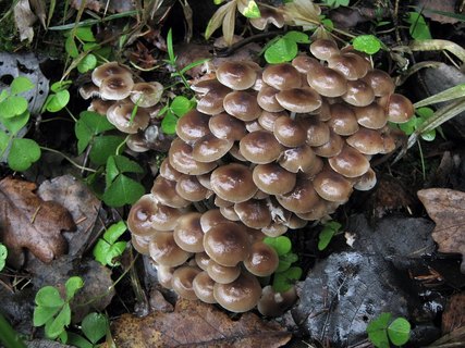 Mycena inclinata