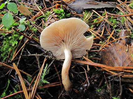 Clitocybe phyllophila