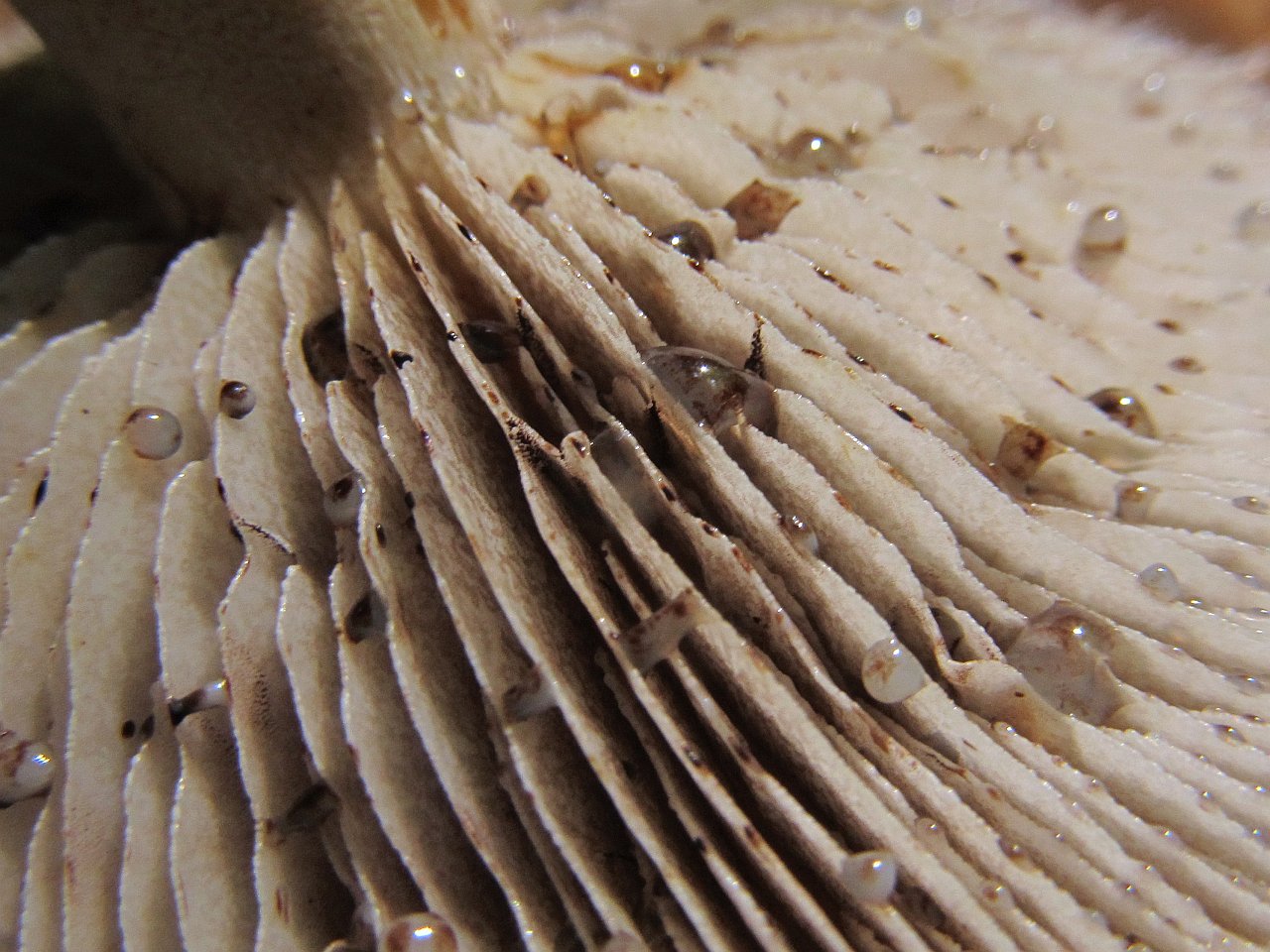 Hemistropharia albocrenulata