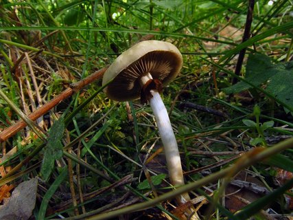 Agrocybe praecox