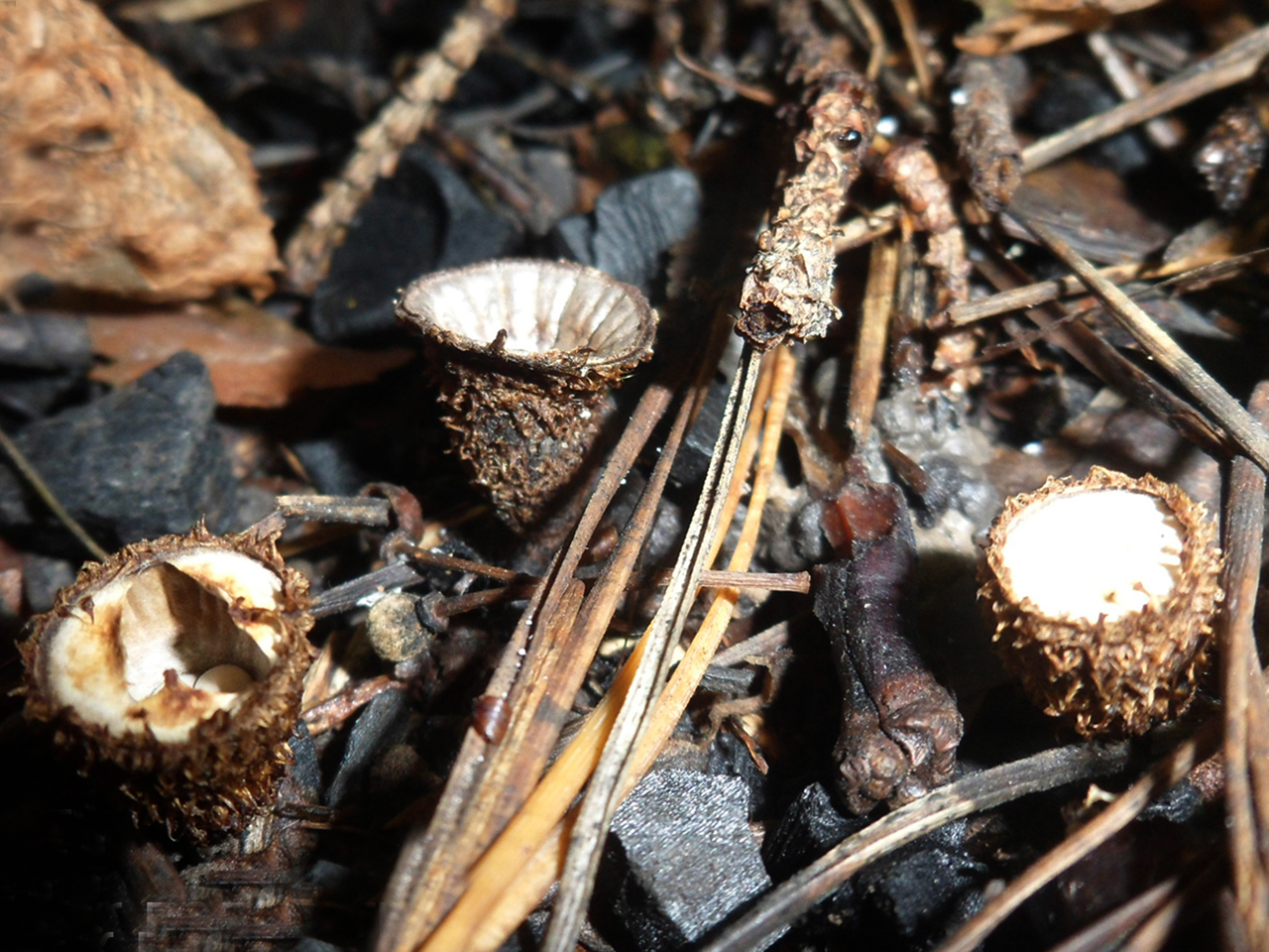 Cyathus striatus