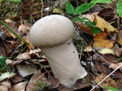 Lycoperdon excipuliforme