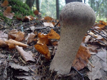 Lycoperdon excipuliforme