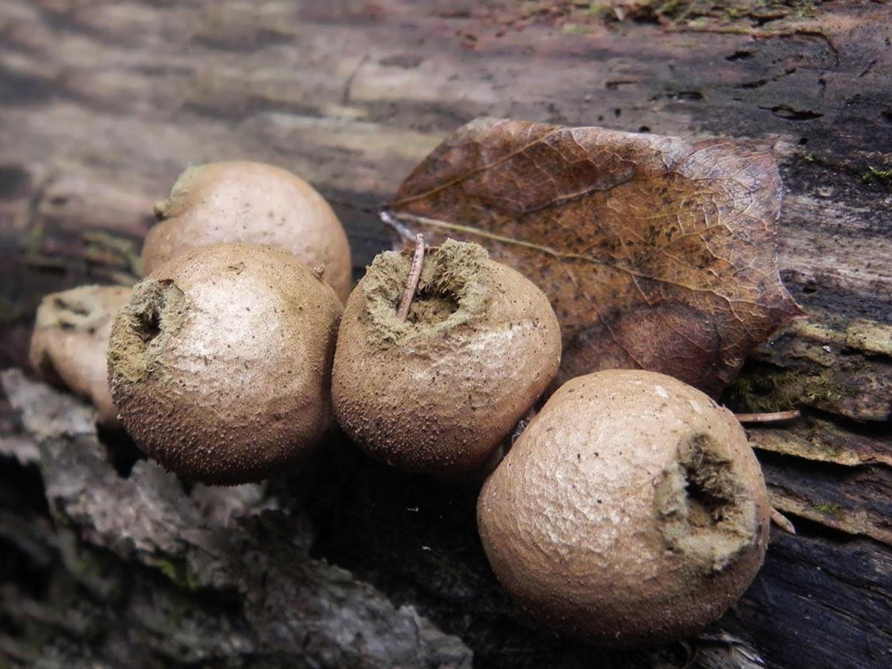Lycoperdon pyriforme