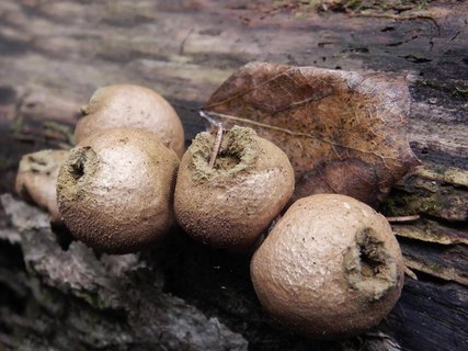 Lycoperdon pyriforme