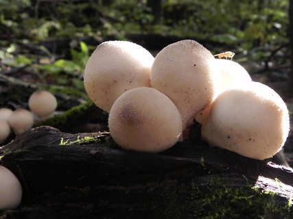 Lycoperdon pyriforme