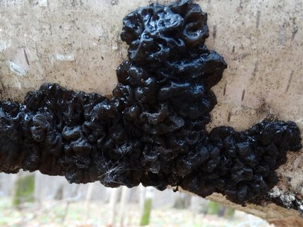 Exidia glandulosa