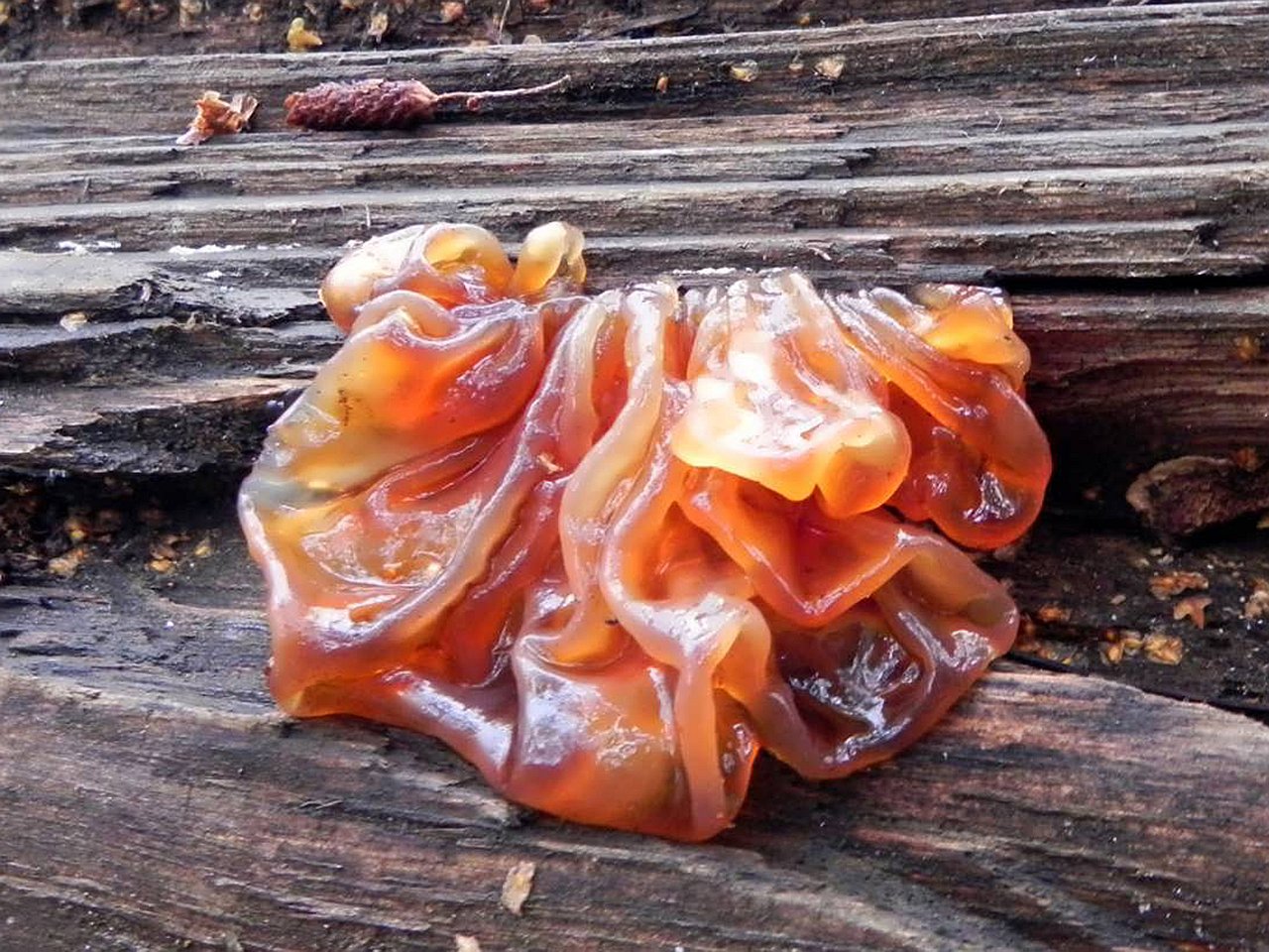 Tremella foliacea