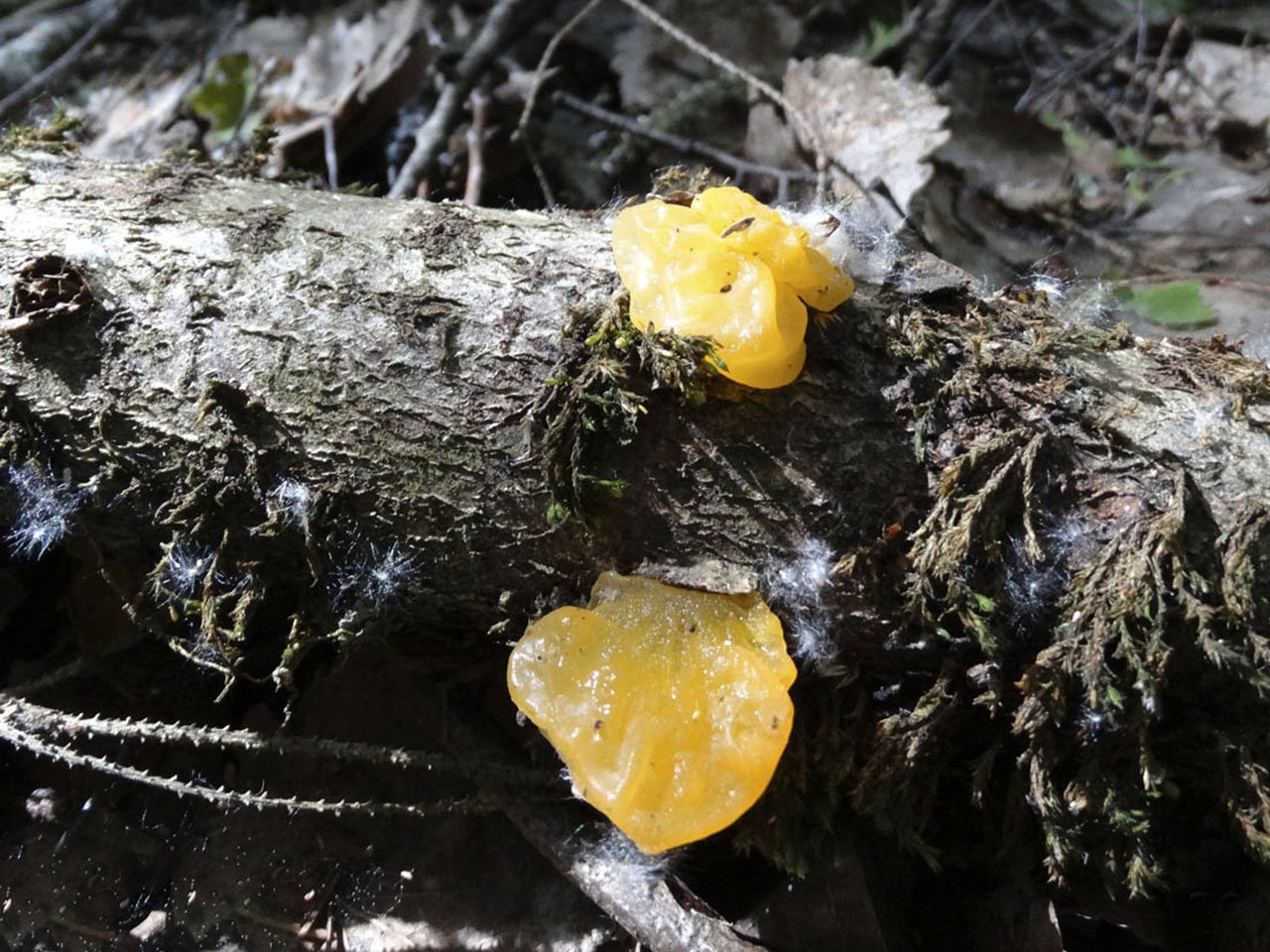 Tremella mesenterica