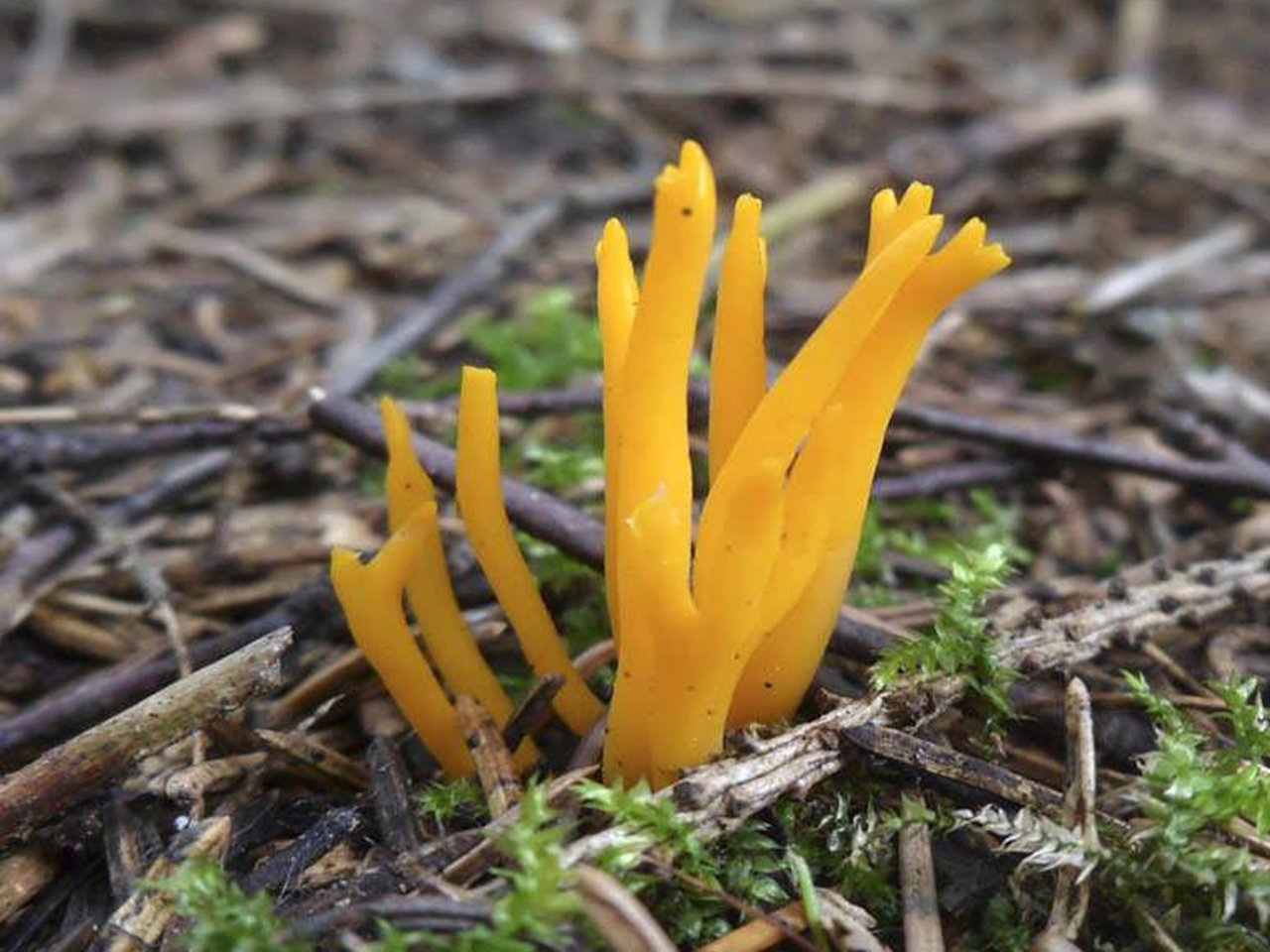 Calocera viscosa – Калоцера клейкая