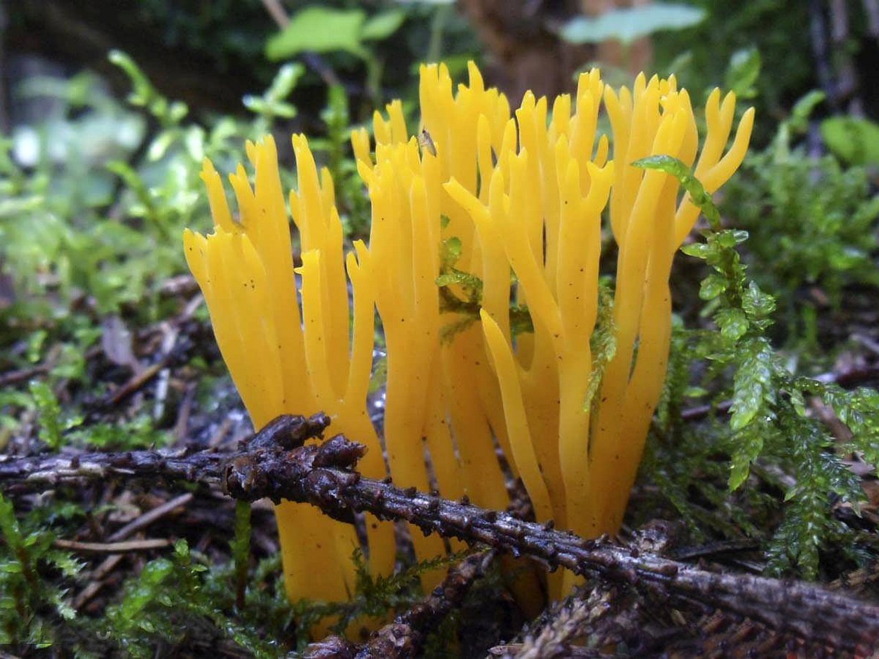 Calocera viscosa – Калоцера клейкая