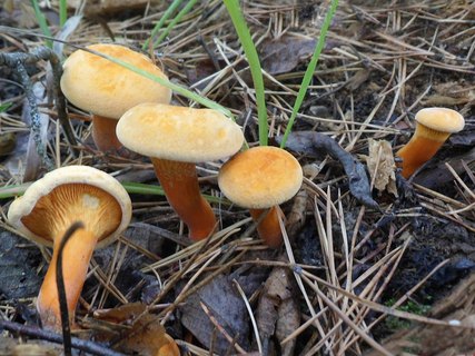 Hygrophoropsis aurantiaca