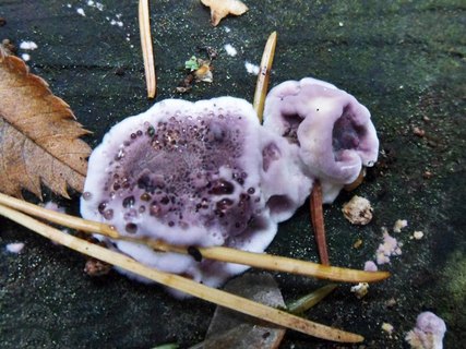 Chondrostereum рurpureum