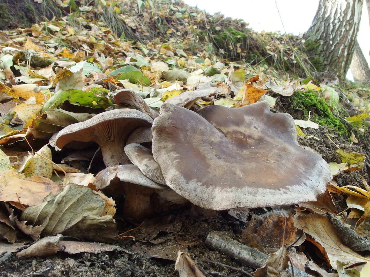 Clitocybe rivulosa