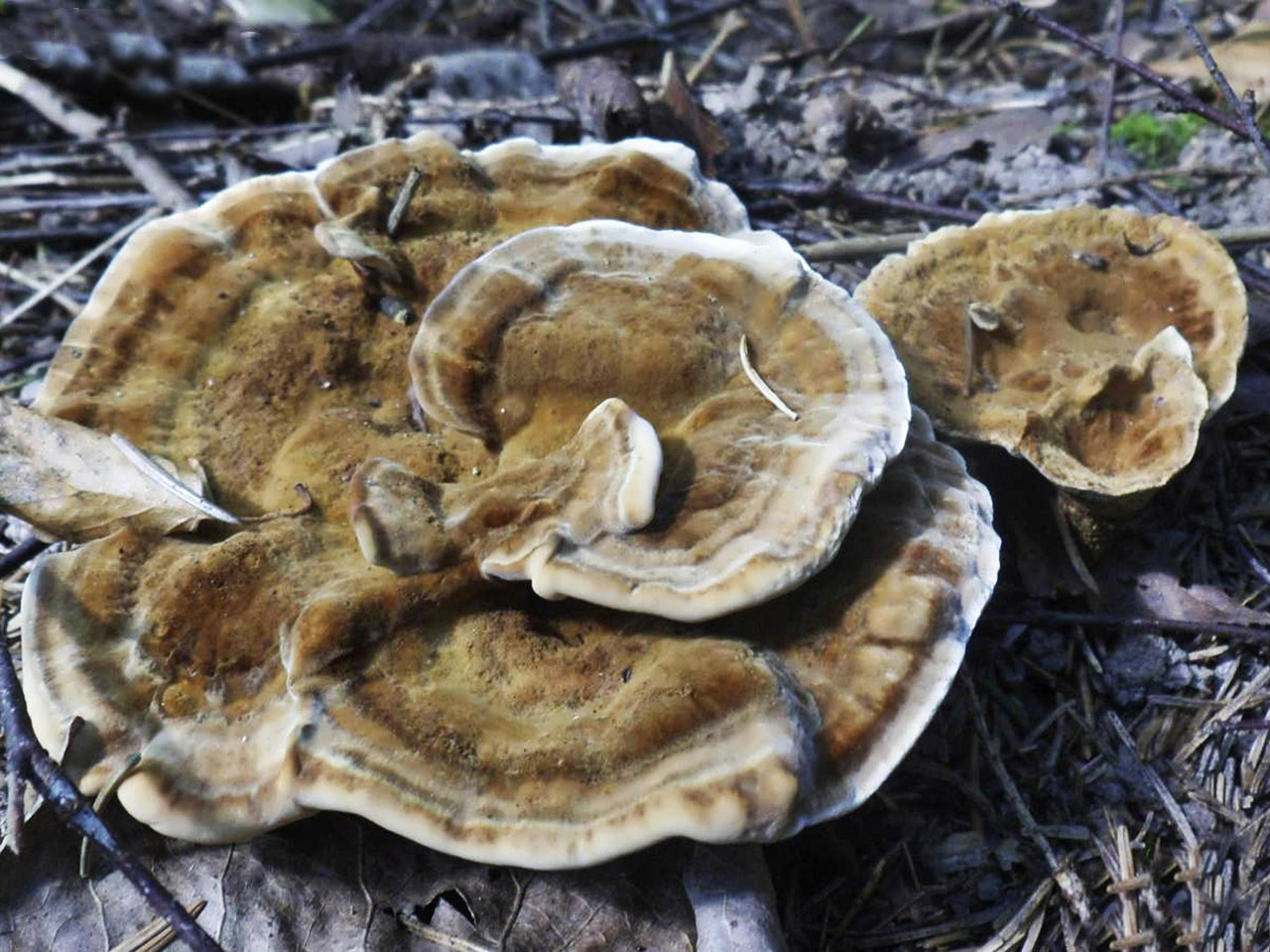 Onnia tomentosa