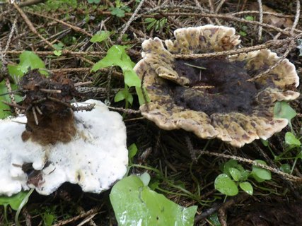 Onnia tomentosa