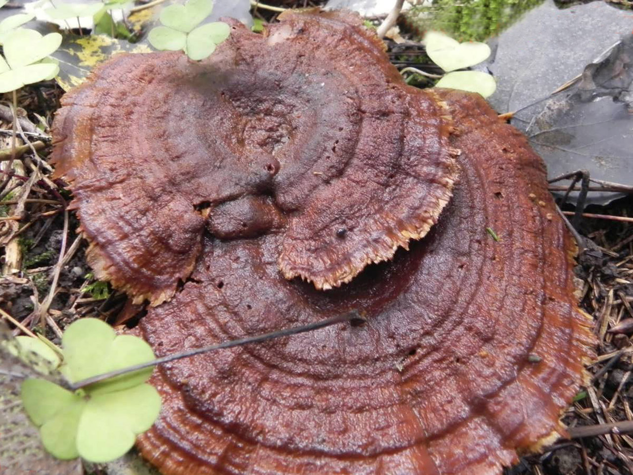 Coltricia perennis
