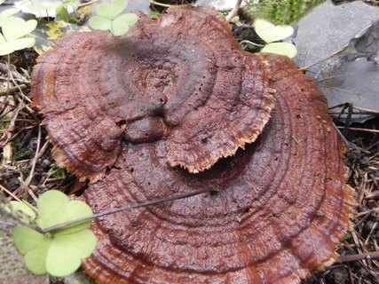 Coltricia perennis