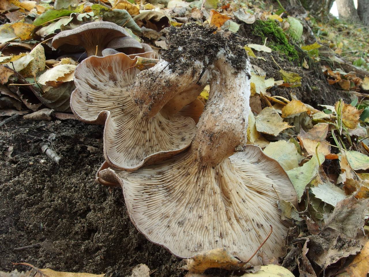 Clitocybe rivulosa