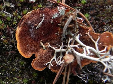 Coltricia perennis