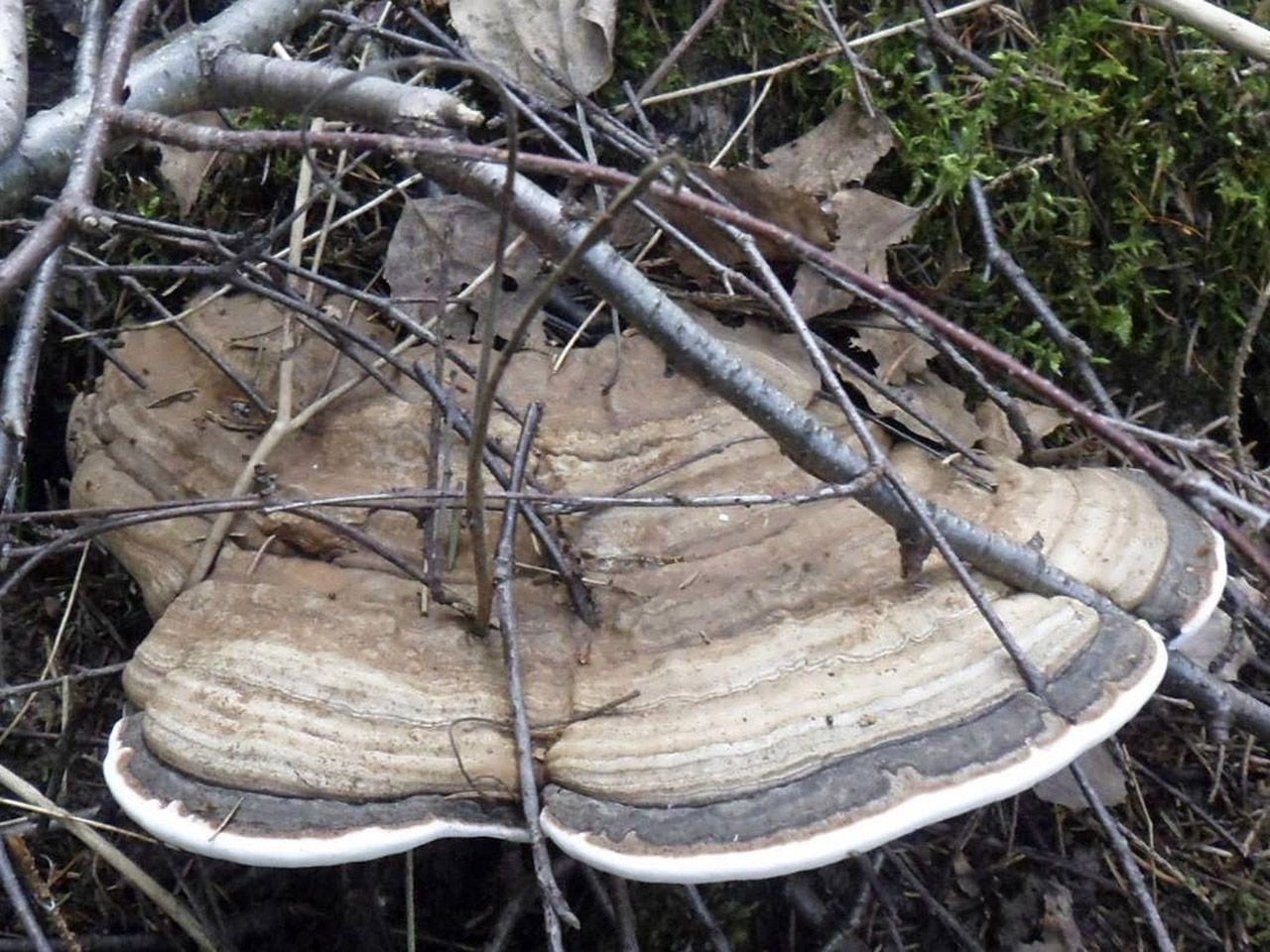 Ganoderma