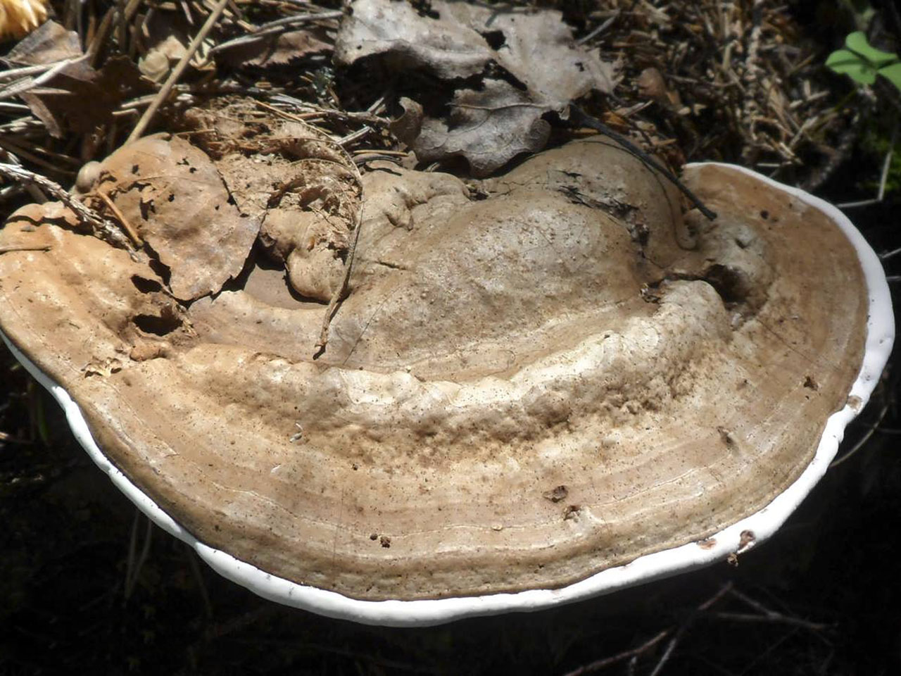 Ganoderma applanatum