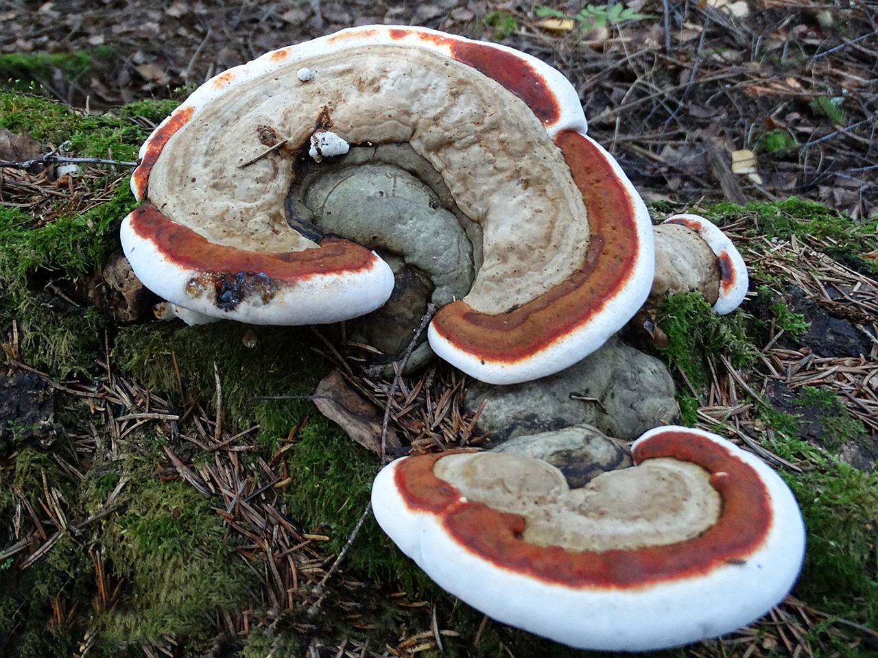 Ganoderma applanatum