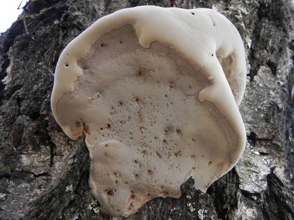Fomes fomentarius