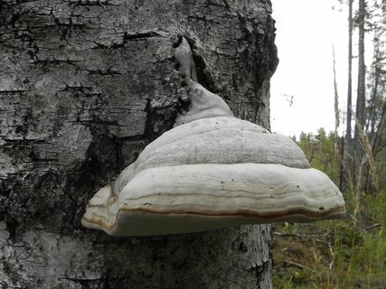 Fomes fomentarius