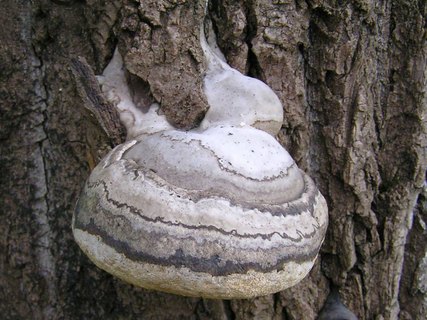 Fomes fomentarius