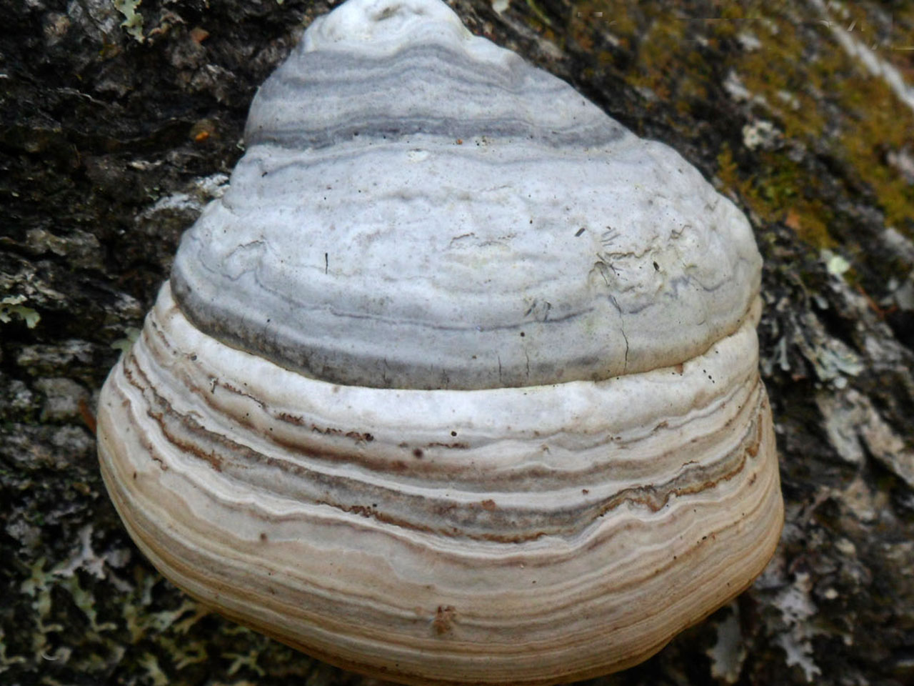 Fomes fomentarius