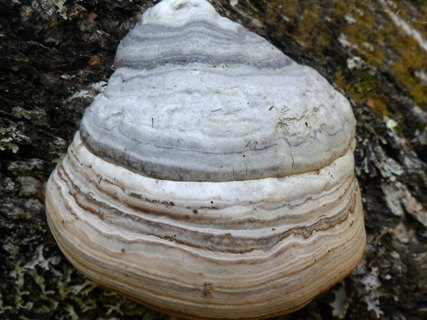 Fomes fomentarius