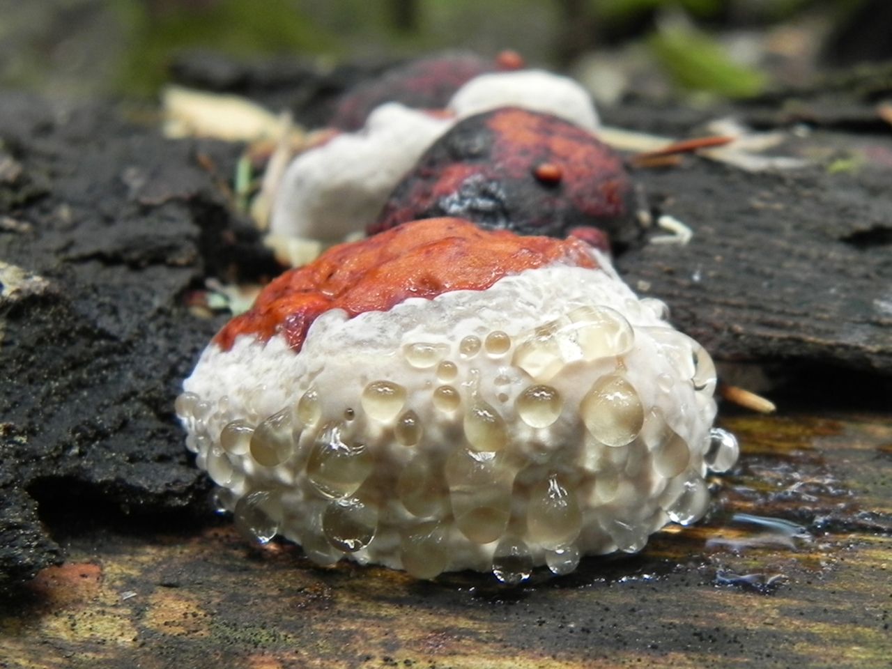 Fomitopsis pinicola АMF 20130613-01