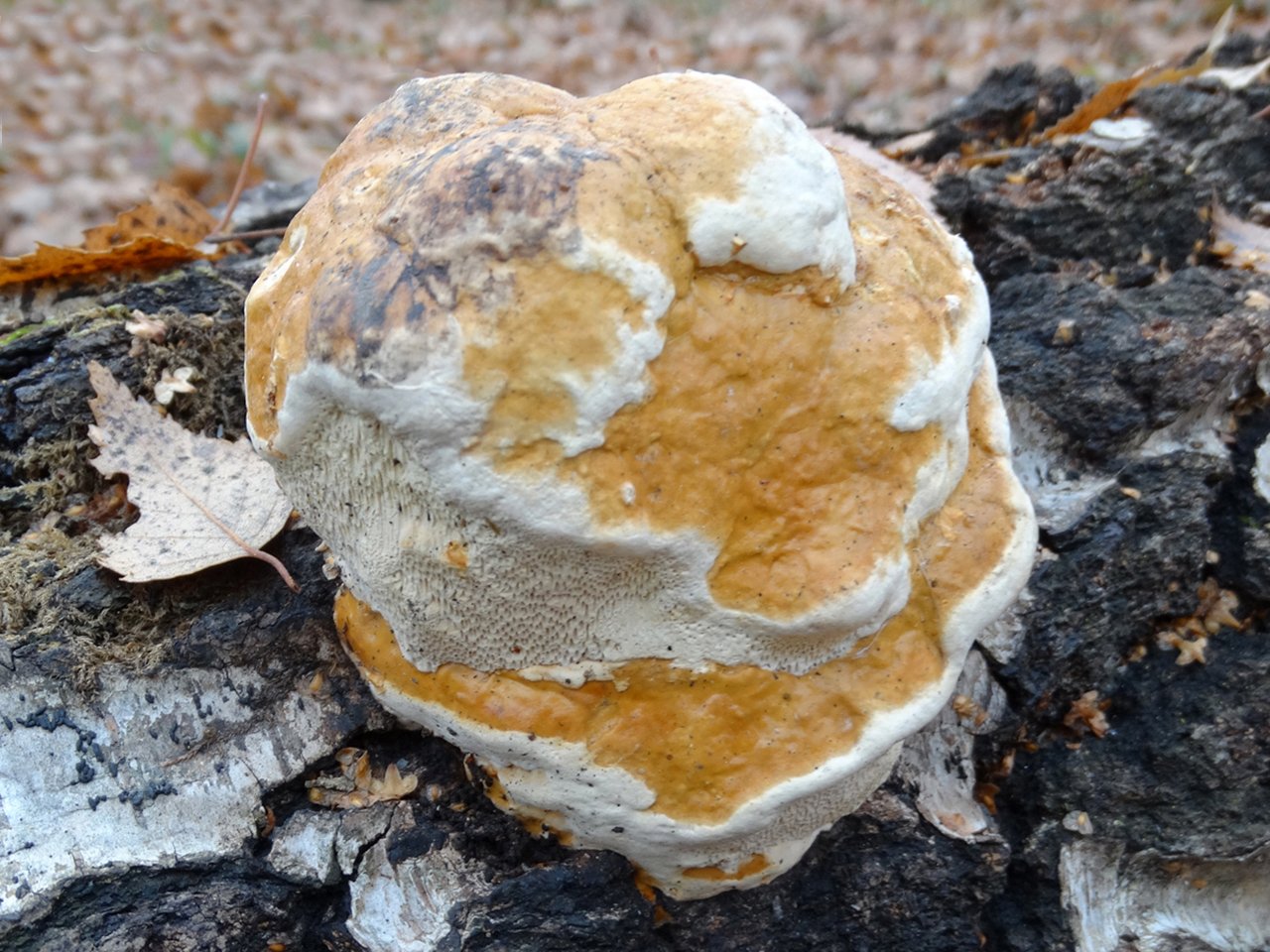 Fomitopsis pinicola АMF 20141115-07