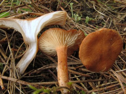 Clitocybe sinopica