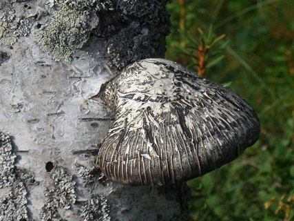 Fomitopsis betulina