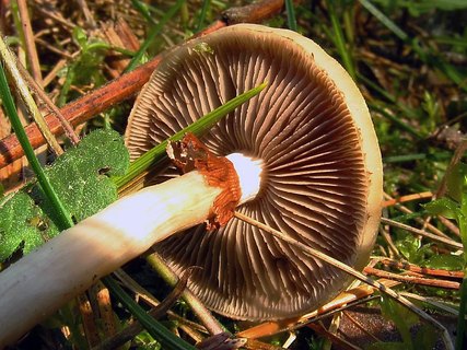 Agrocybe praecox