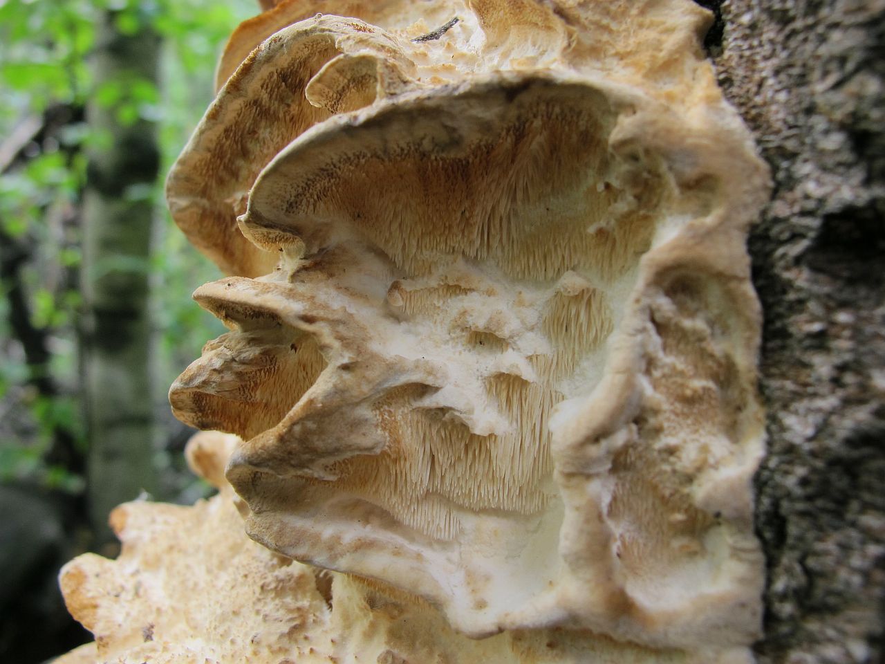 Climacodon septentrionalis