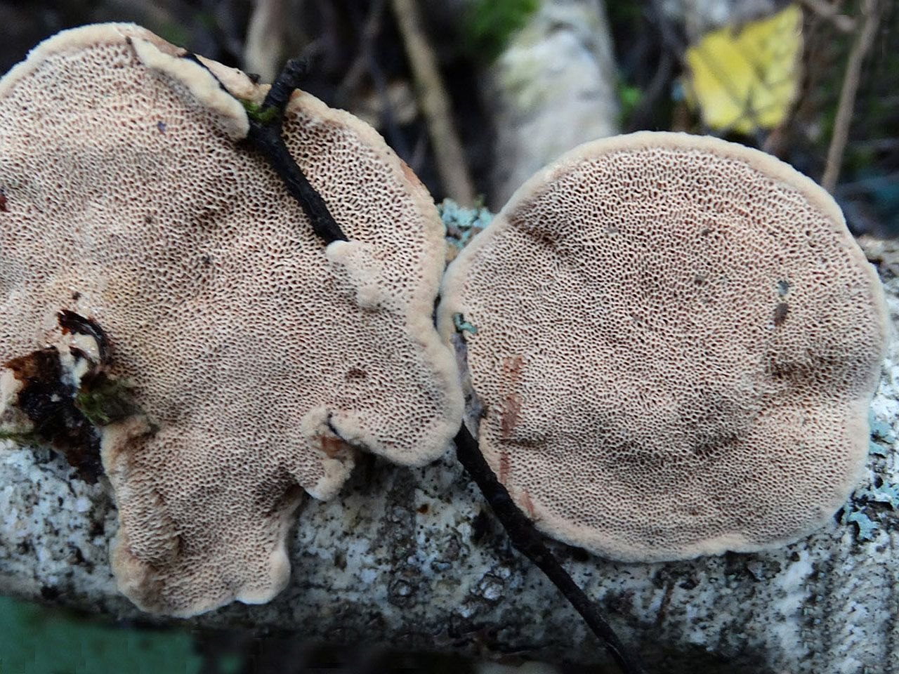 Hapalopilus