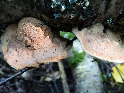 Hapalopilus rutilans