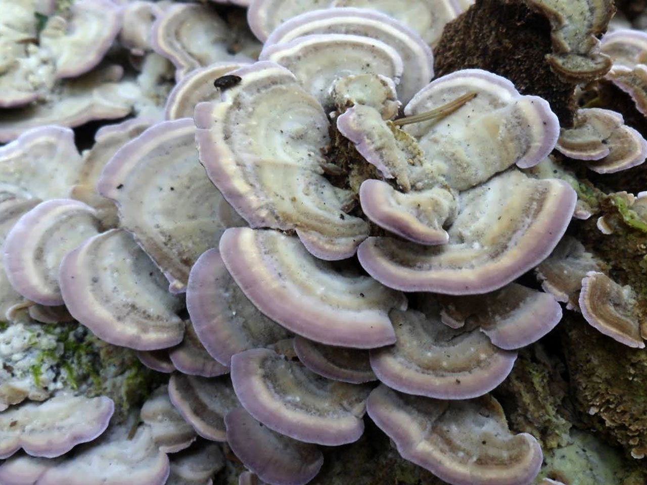 Trichaptum biforme