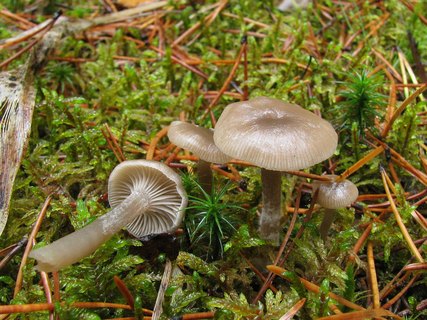 Clitocybe vibecina