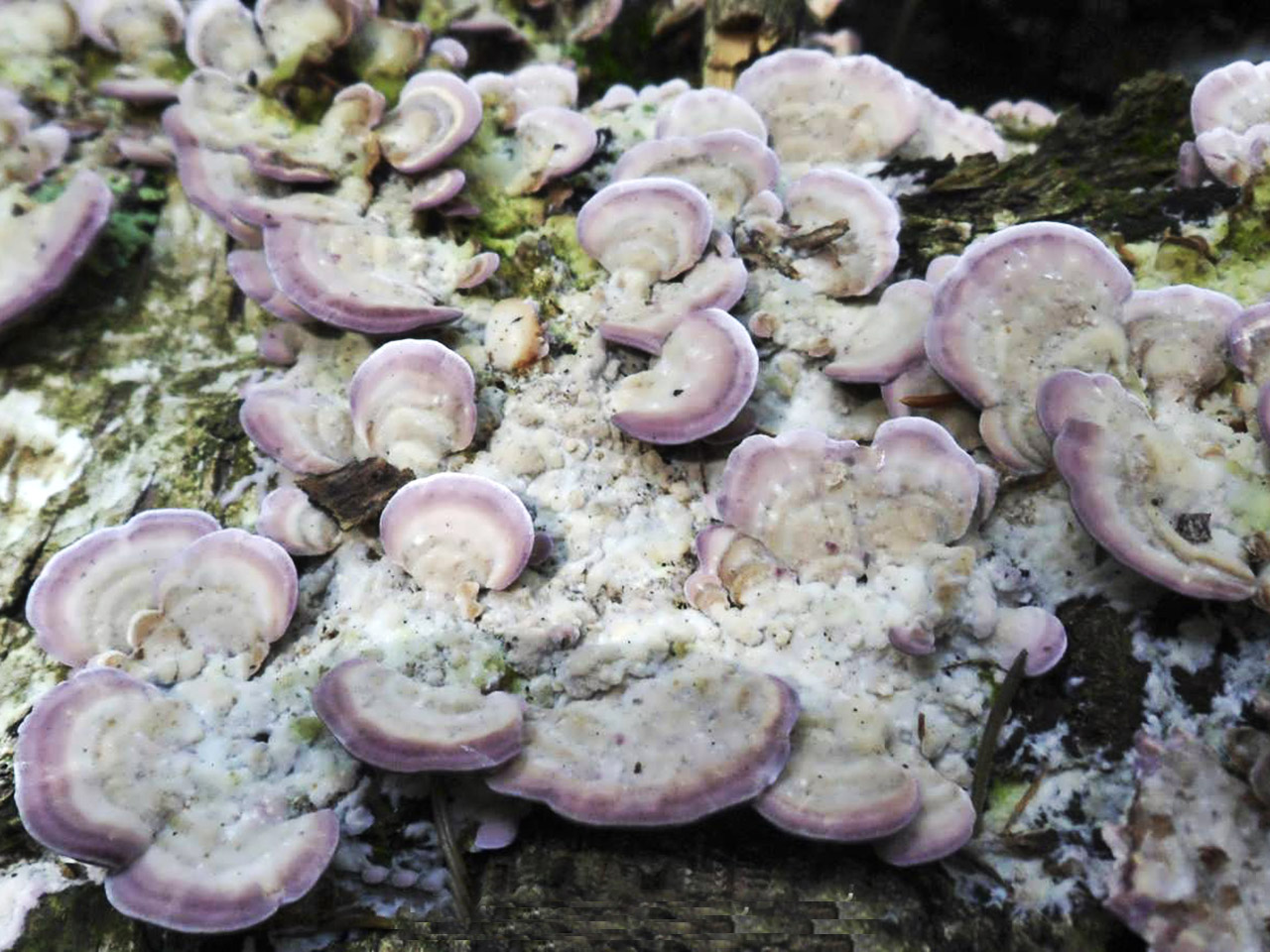 Trichaptum biforme