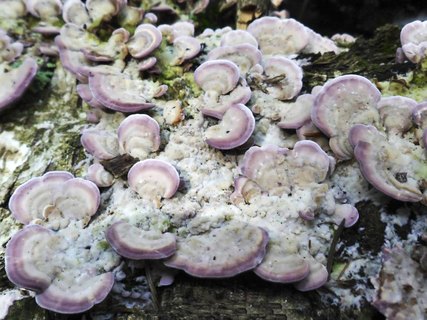 Trichaptum biforme