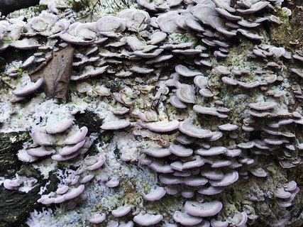Trichaptum biforme