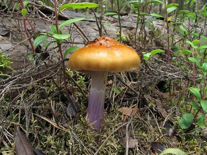 Cortinarius stillatitius