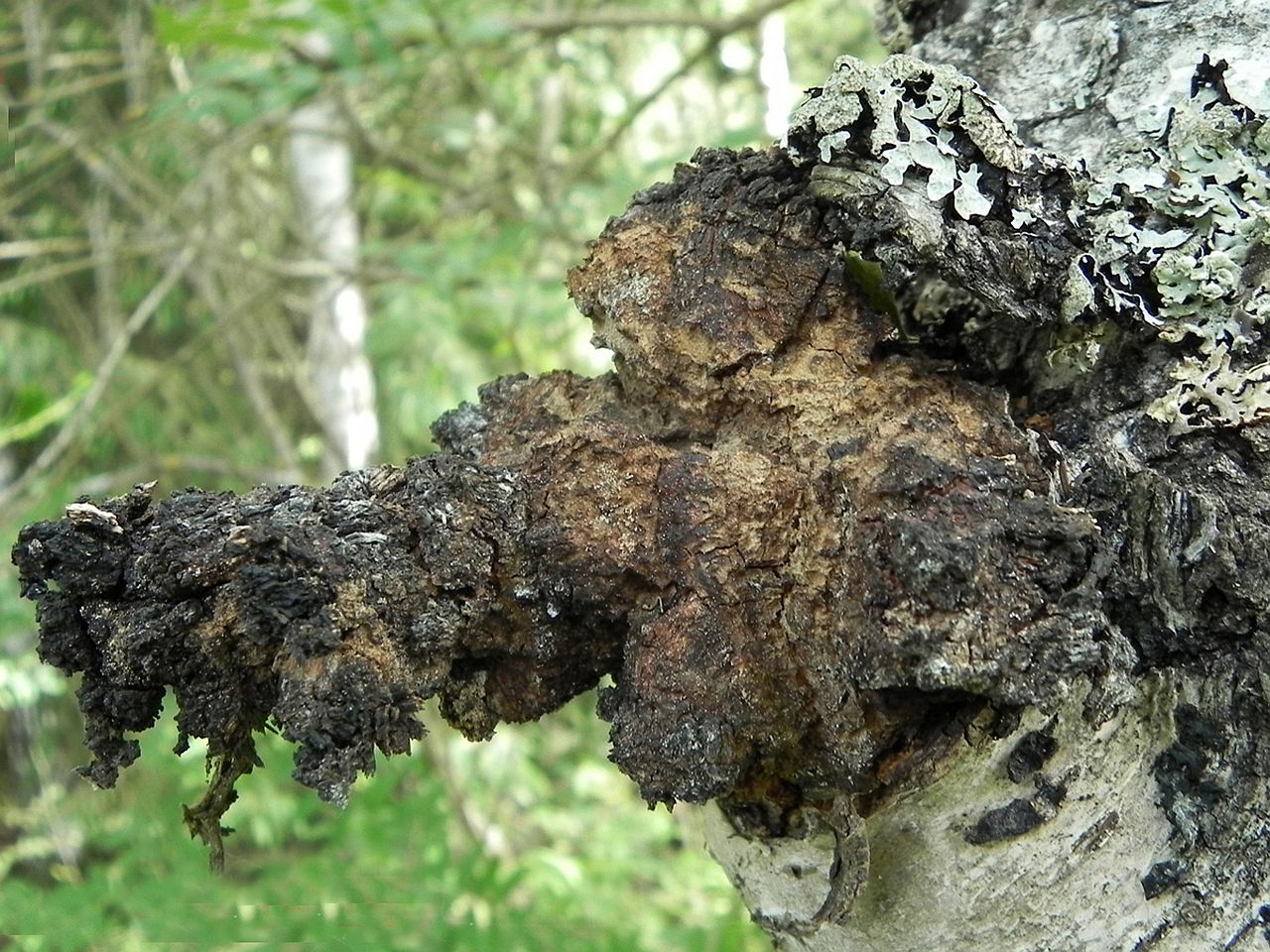 Inonotus obliquus